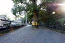長崎公園の大木